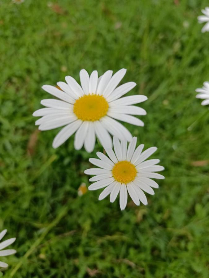 Natures Retreat Hotels And Resorts Ooty Eksteriør billede